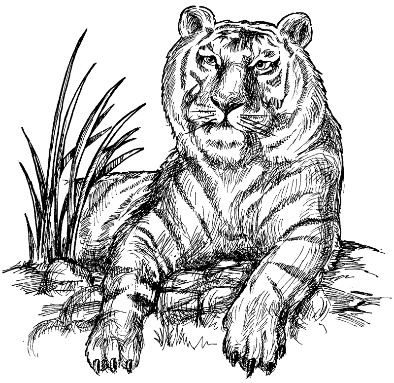 siberian tiger coloring page siberian tiger coloring page at getcoloringscom free tiger page siberian coloring 