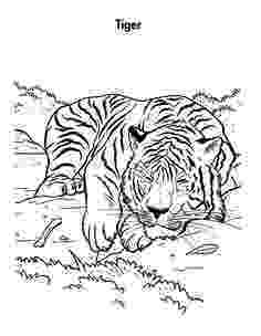 siberian tiger coloring page siberian tiger coloring pages tgkrco coloring tiger siberian page 