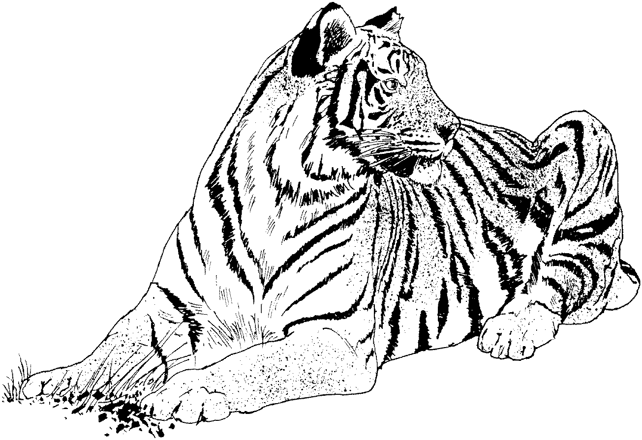 siberian tiger coloring page siberian tiger laying down coloring page free printable coloring page siberian tiger 