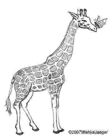 sketch giraffe a giraffe for ben mishka jaeger sketchbook giraffe sketch 