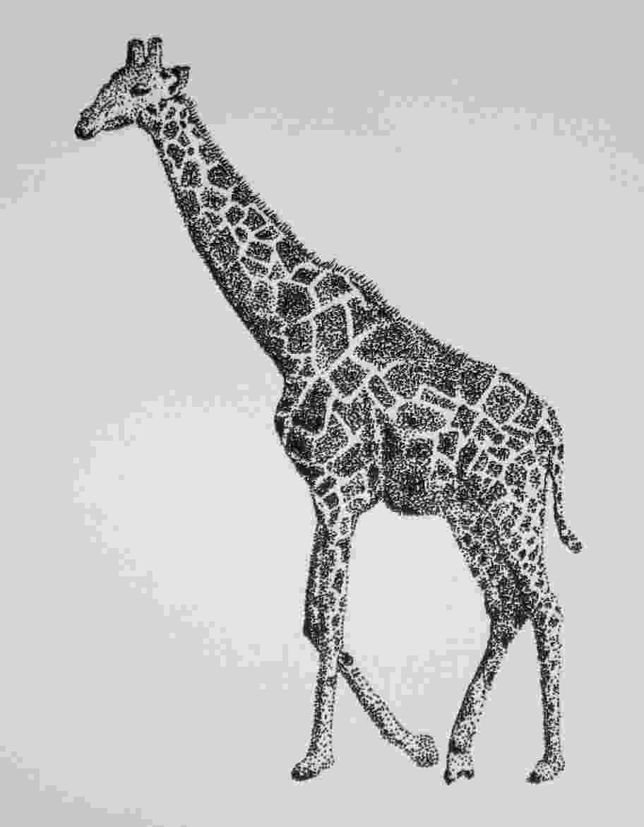 sketch giraffe chandeliers pendant lights giraffe sketch 