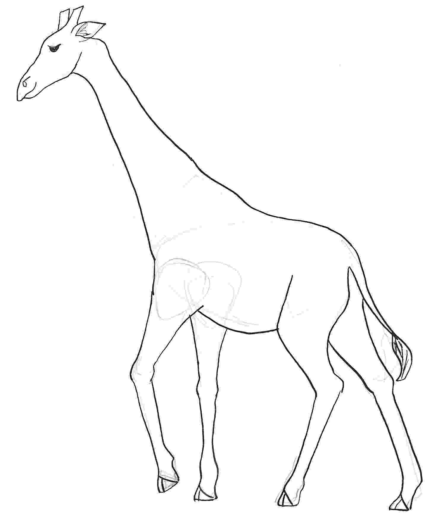 sketch giraffe crow quill domina illustris giraffe sketch 