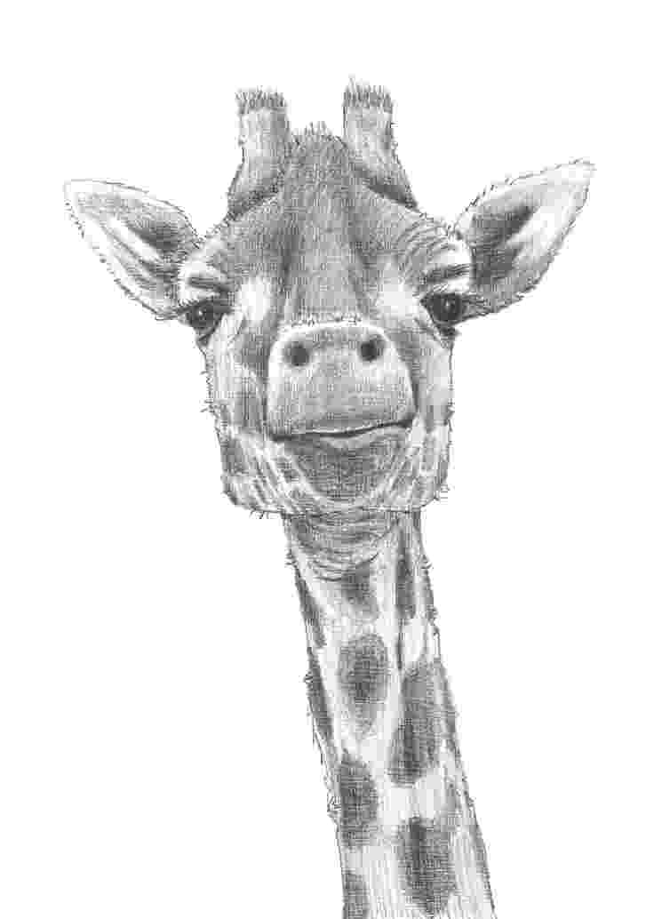 sketch giraffe giraffe baby sketch by helloheath on deviantart he39s so giraffe sketch 