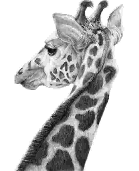 sketch giraffe giraffe charcoal drawing giclee art print charcoal wall sketch giraffe 