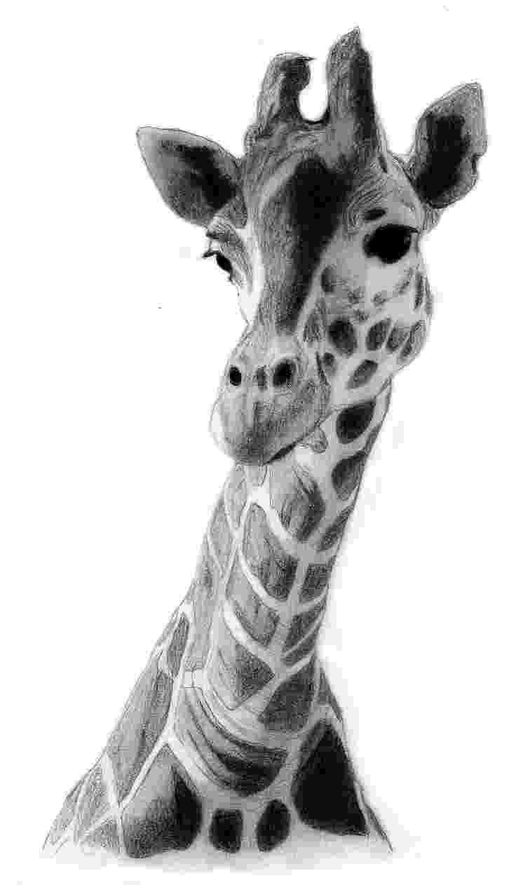 sketch giraffe giraffe drawing giraffe drawing by qzjavs on deviantart sketch giraffe 