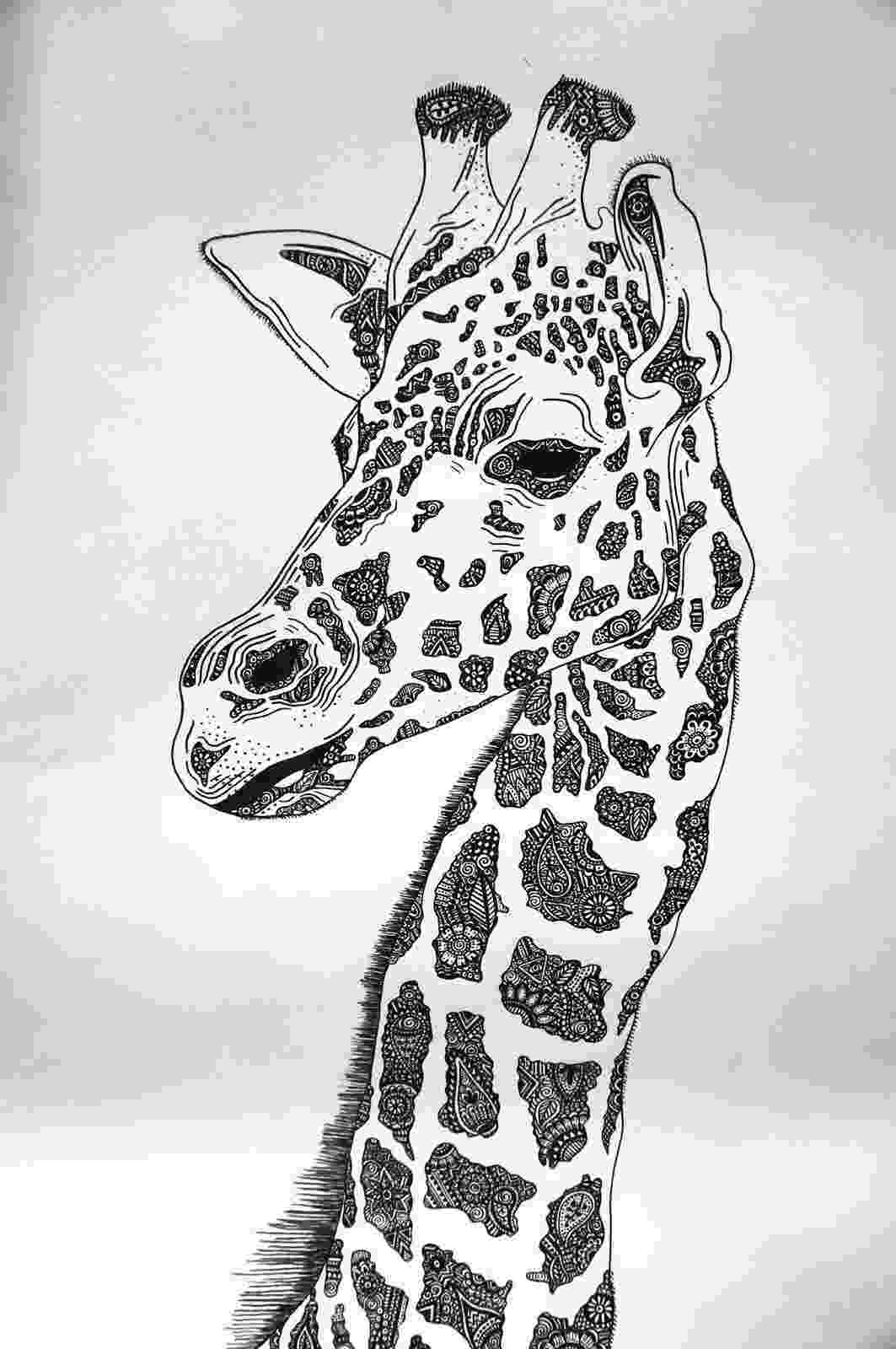 sketch giraffe giraffe drawing gtgt twΛllΛЯt sketch giraffe 