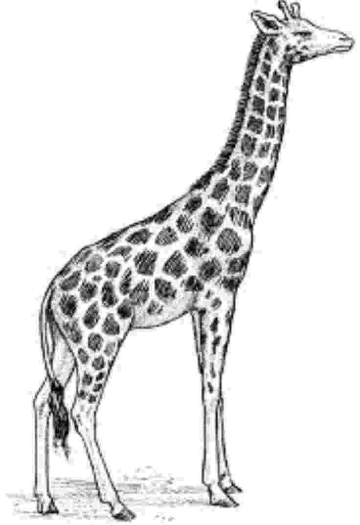 sketch giraffe giraffe drawing idea art pinterest drawings dr who sketch giraffe 