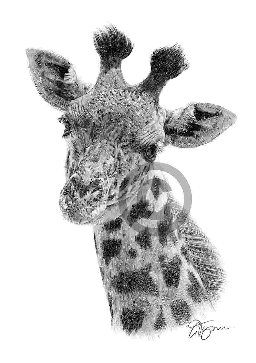 sketch giraffe giraffe pencil drawing art print a4 a3 signed by uk sketch giraffe 