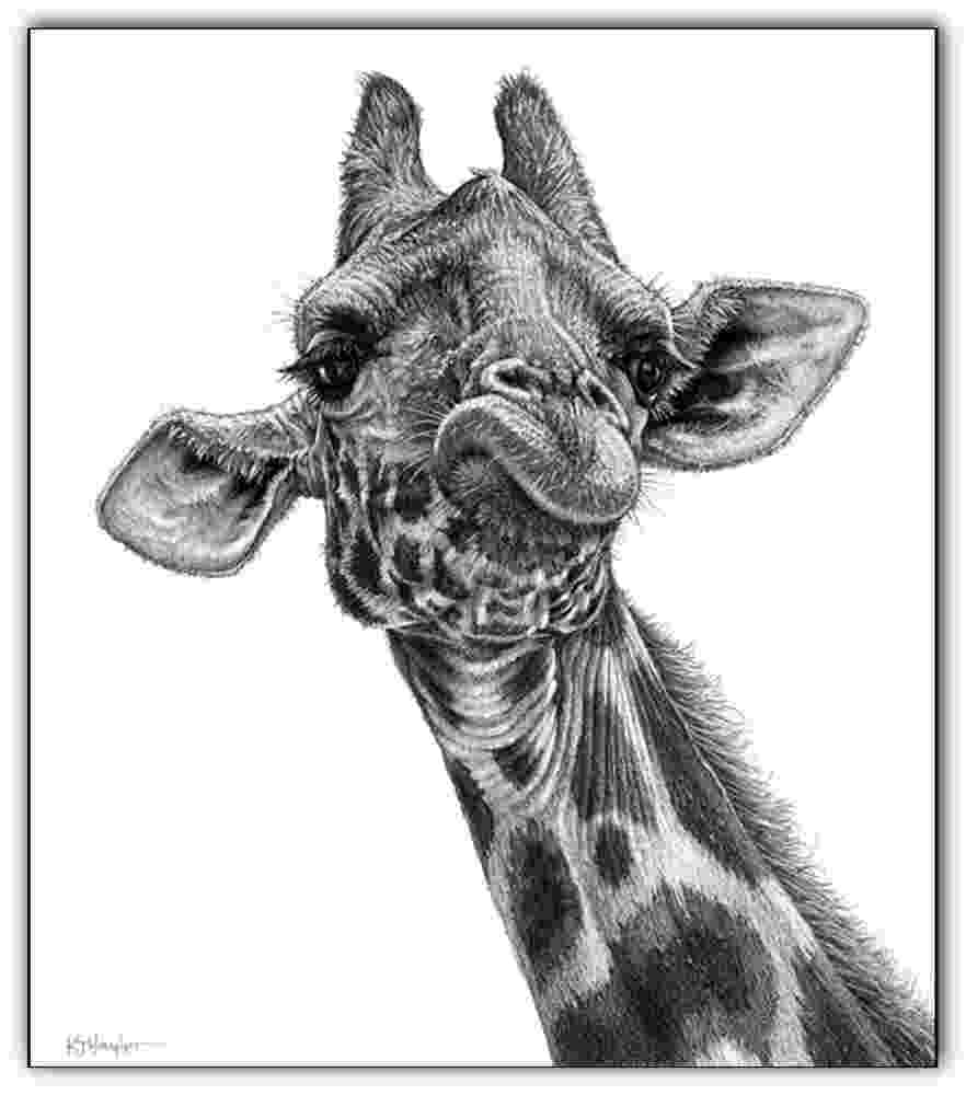 sketch giraffe giraffe print picture animal wall art poster decor bw a3 sketch giraffe 