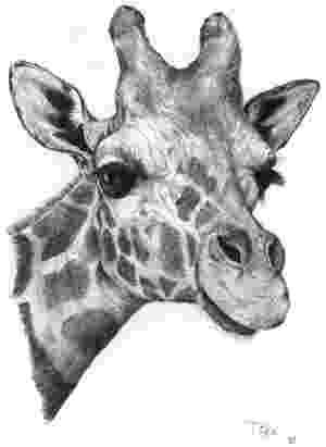 sketch giraffe giraffejpg 300411 complimentary color art giraffe sketch 