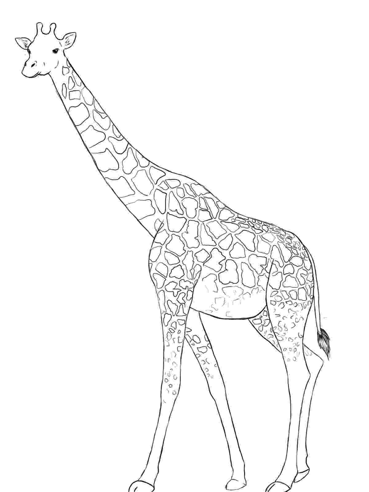 sketch giraffe how to draw a giraffe draw central giraffe sketch 