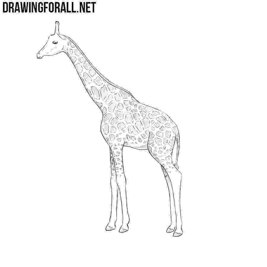 sketch giraffe how to draw a giraffe drawingforallnet sketch giraffe 