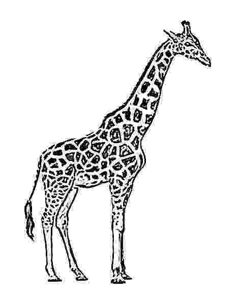 sketch giraffe image sketch february 2011 sketch giraffe 