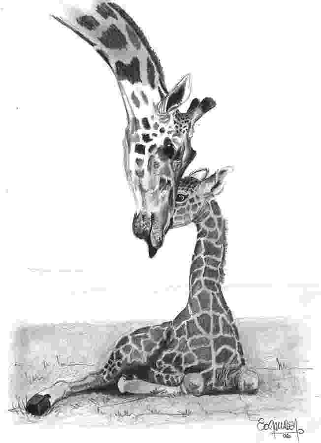 sketch giraffe jungleanmalspencildrawings mother giraffe and the sketch giraffe 