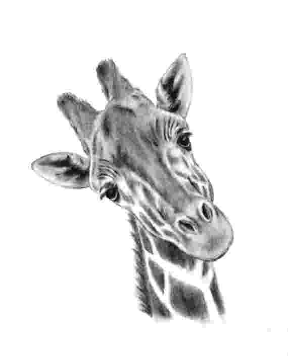 sketch giraffe original charcoal giraffe drawing 5quotx7quot giraffe art sketch giraffe 