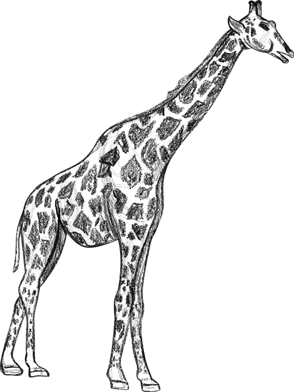 sketch giraffe sketches dan39s virtual studio giraffe sketch 