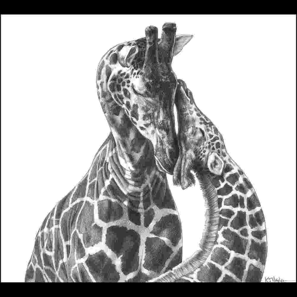 sketch giraffe wildlife animal signed art print picture pencil drawing giraffe sketch 