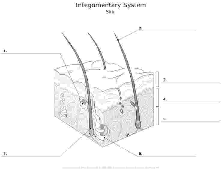 skin coloring worksheet free coloring pages of integumentary system human body skin worksheet coloring 