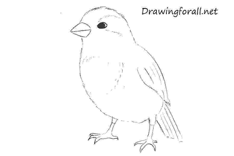 sparrow sketch how to draw a sparrow step by step drawingforallnet sparrow sketch 