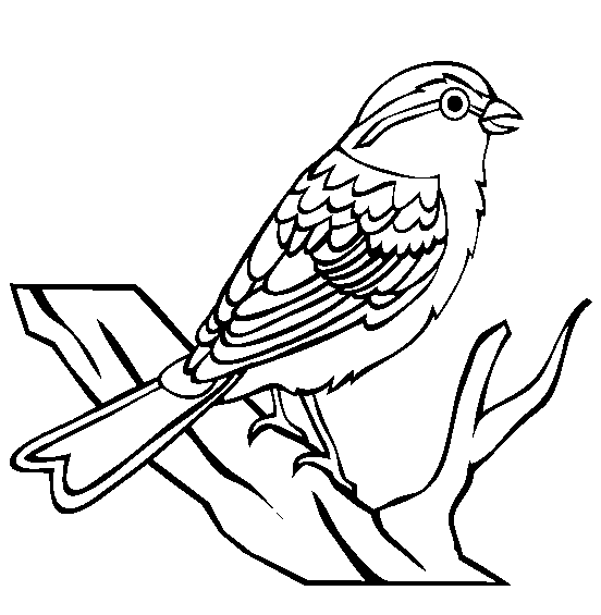 sparrow sketch items similar to sparrow bird pencil sketch bird art sparrow sketch 