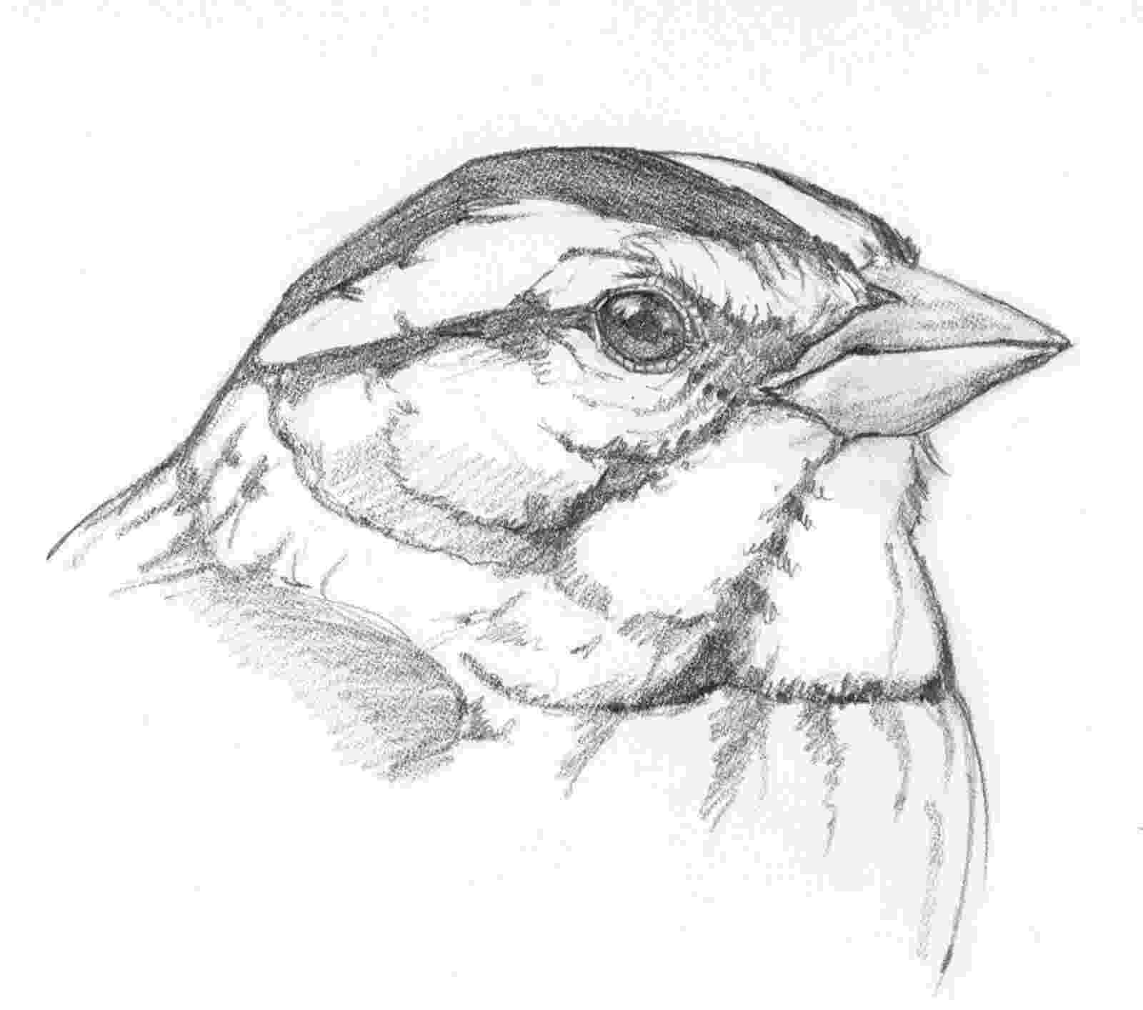 sparrow sketch samuel birding tree sparrow sparrow sketch 