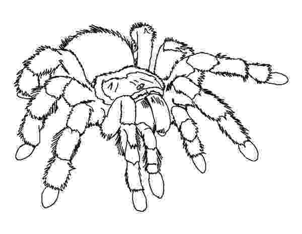 spider coloring free printable spider coloring pages for kids coloring spider 