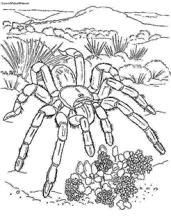 spider coloring free printable spider coloring pages for kids coloring spider 1 1