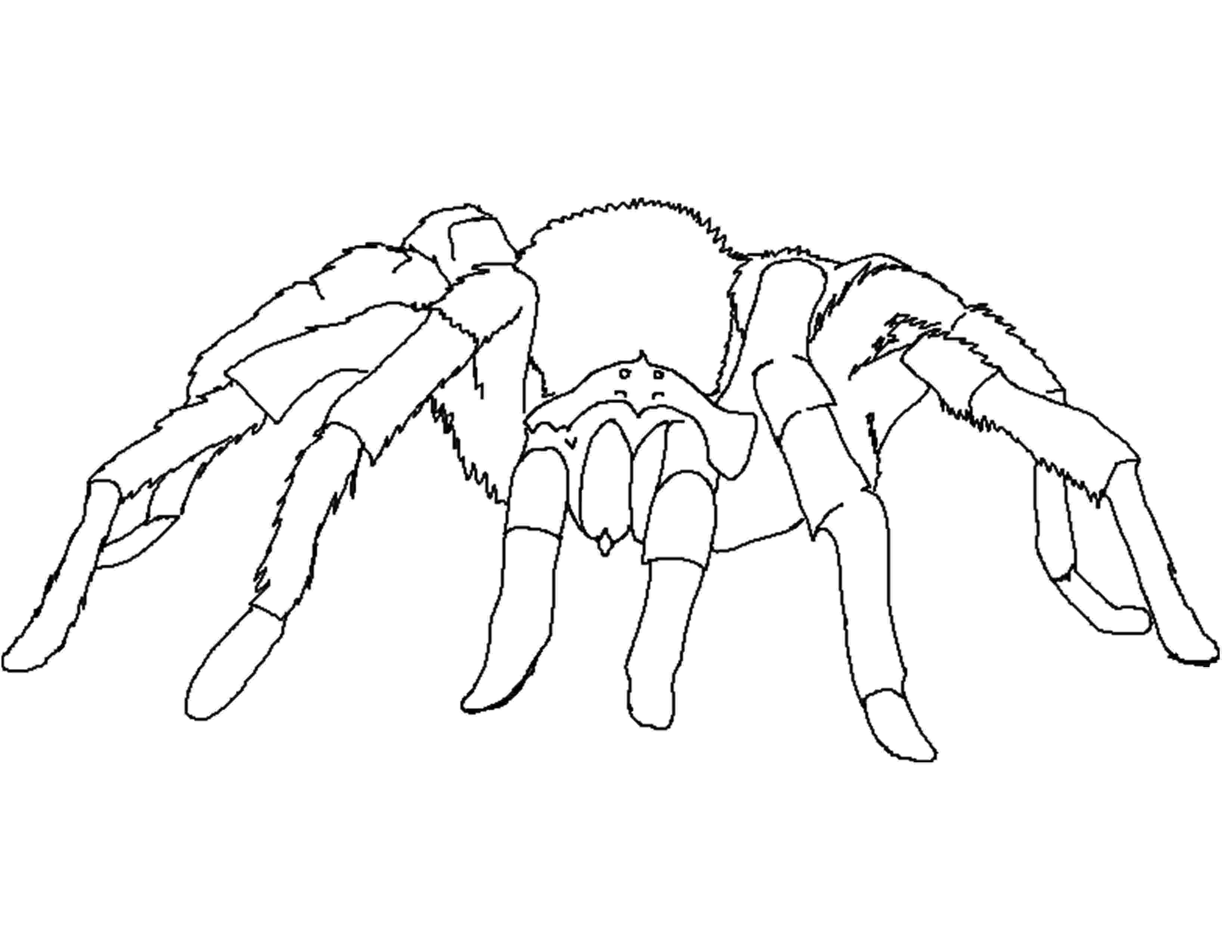 spider coloring giant tarantula spider coloring page color luna coloring spider 