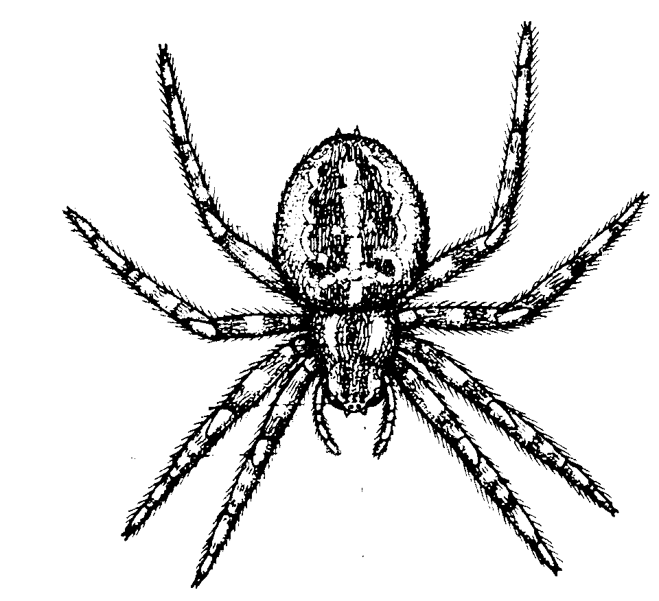 spider coloring wallpaper desain coloring pages insects coloring spider 