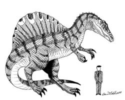 spinosaurus pictures spinosaurus may have been the worlds largest carnosaur spinosaurus pictures 