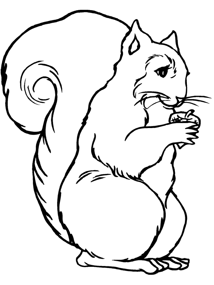 squirrel coloring page printable squirrel coloring pages coloring me bird page squirrel coloring 