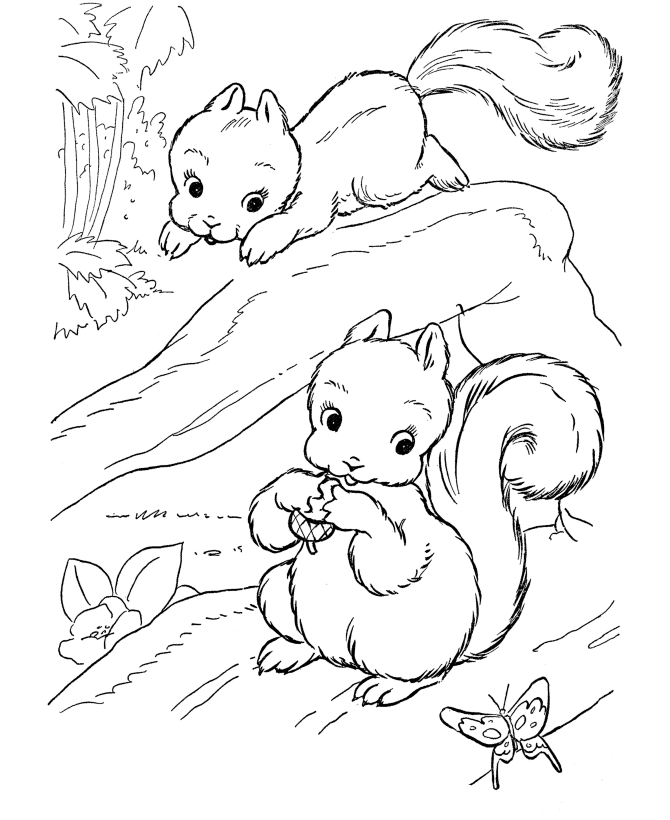 squirrel coloring page squirrel coloring page free printable coloring pages coloring page squirrel 