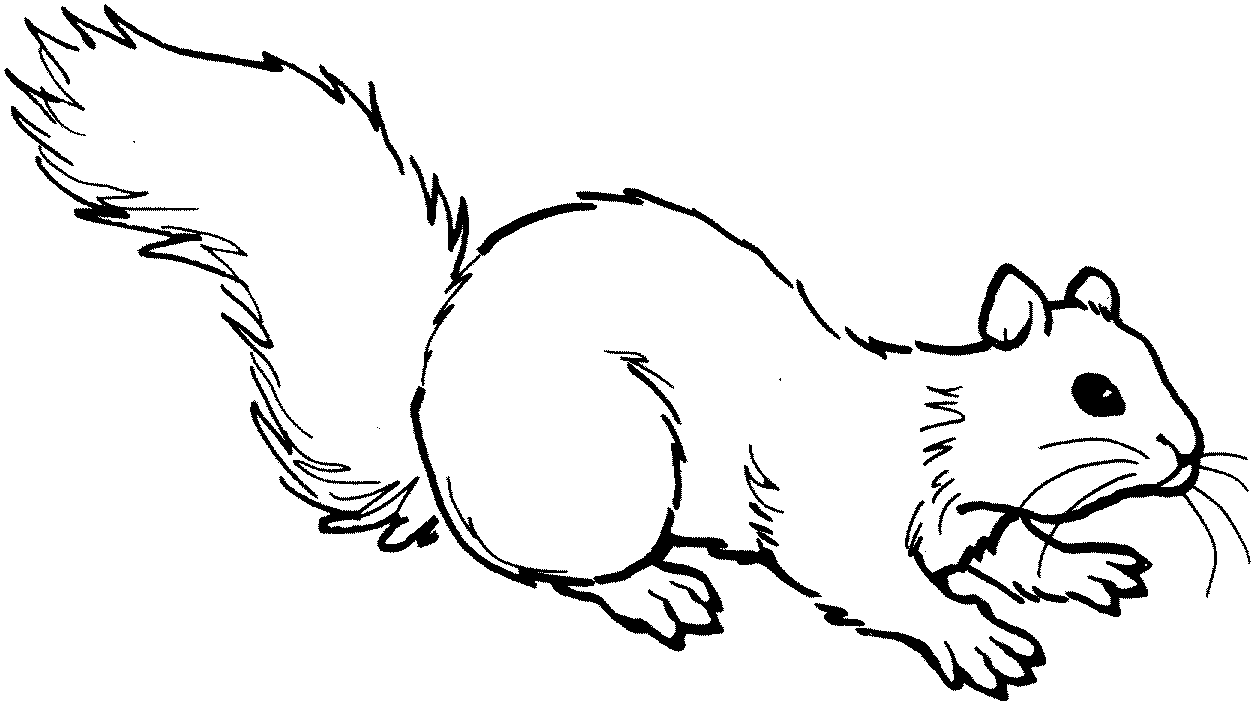 squirrel coloring pages free eastern fox squirrel coloring page download print squirrel pages free coloring 