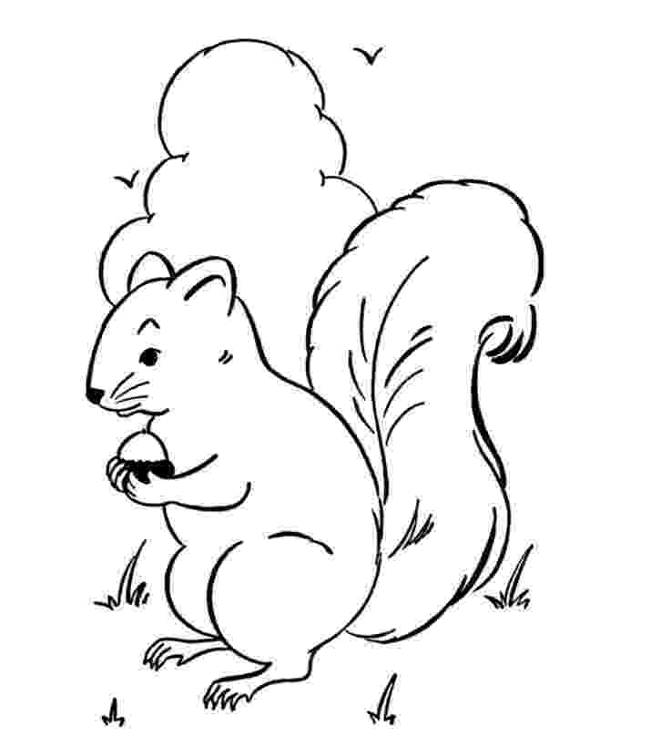 squirrel coloring pages free flying squirrel coloring pages download and print for free free squirrel coloring pages 