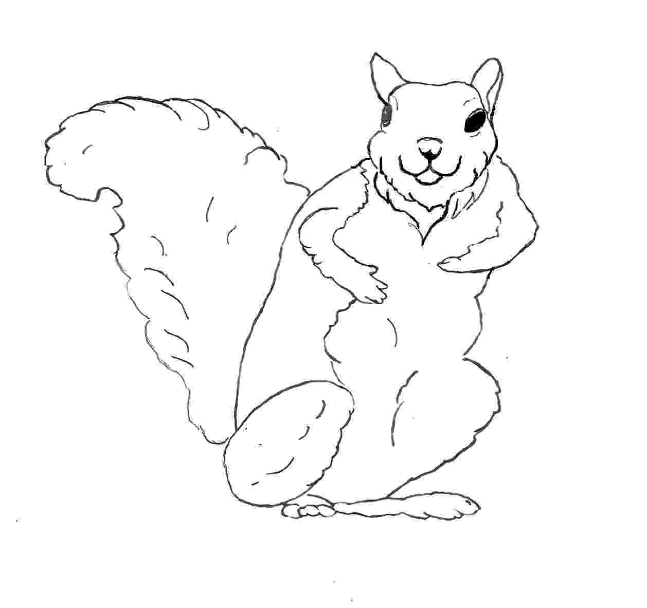 squirrel coloring pages free free printable squirrel coloring pages for kids coloring squirrel free pages 