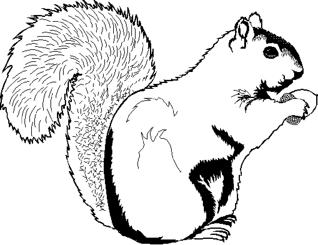squirrel coloring pages free free printable squirrel coloring pages for kids free pages coloring squirrel 