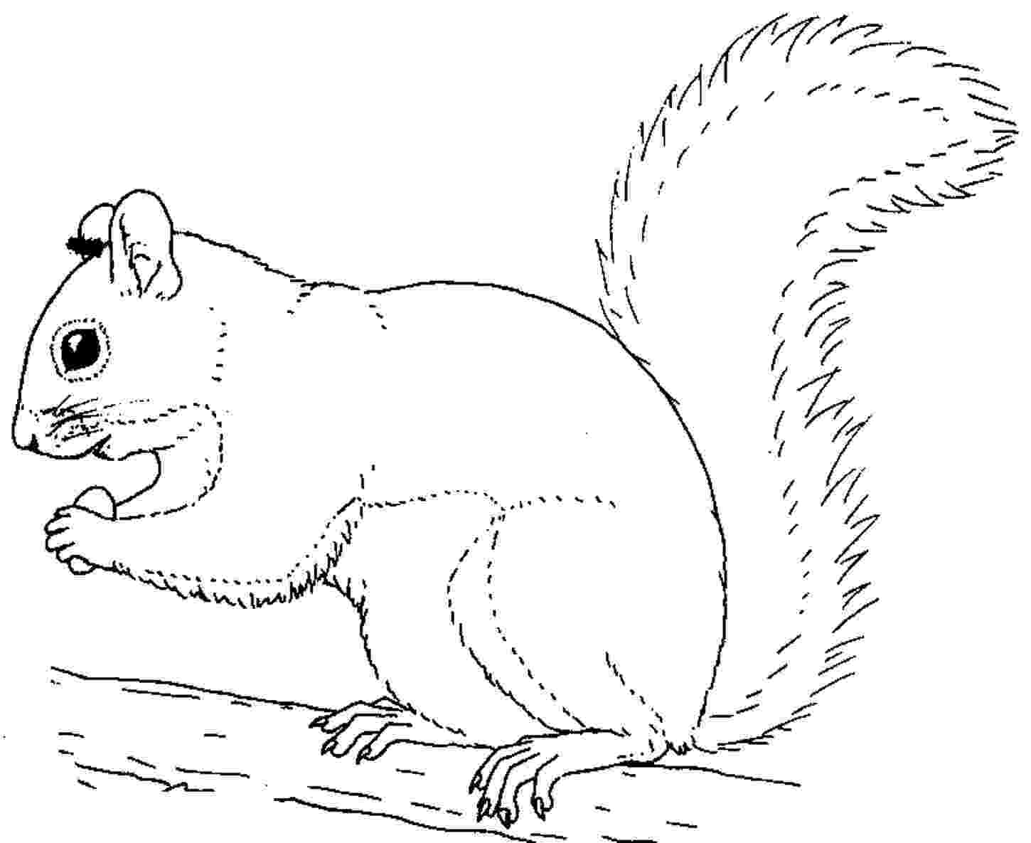 squirrel coloring pages free free printable squirrel coloring pages for kids pages coloring free squirrel 