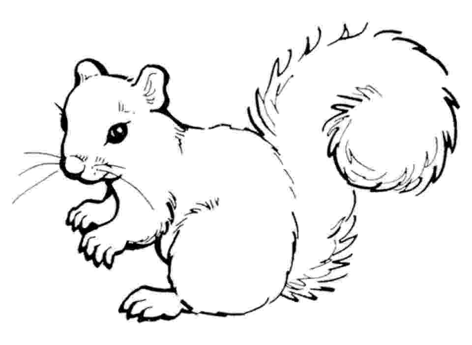 squirrel coloring pages free funny squirrel drawing at getdrawingscom free for pages free squirrel coloring 
