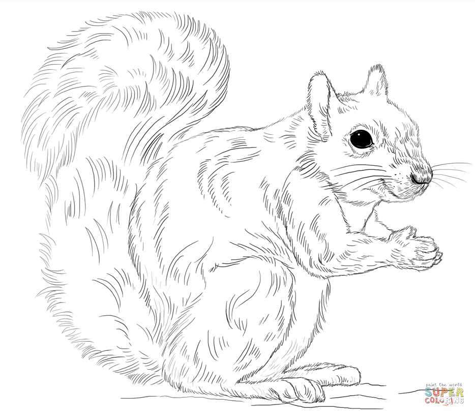 squirrel coloring pages free squirrel coloring page twisty noodle coloring squirrel free pages 