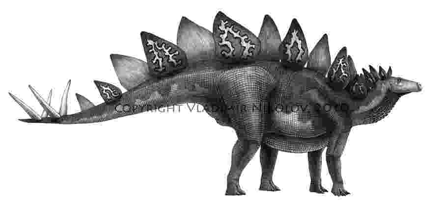 stegosaurus pictures fossil stegosaurus sticker fossil dinosaur stickers for stegosaurus pictures 