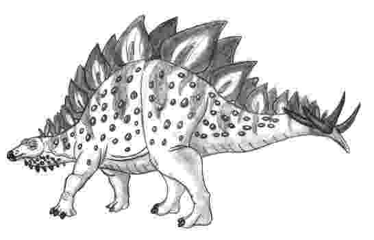 stegosaurus pictures stegosaurus printout zoomdinosaurscom pictures stegosaurus 