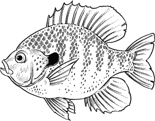 sunfish pictures color coloring book ocean sunfish gm geekchicpro pictures sunfish color 