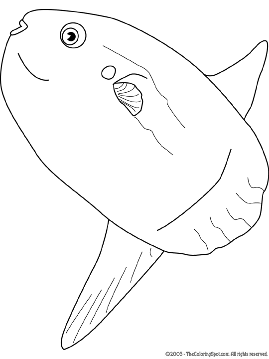 sunfish pictures color coloring pages and activities cayuga lake watershed network pictures color sunfish 