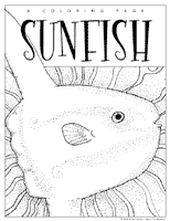 sunfish pictures color mola molas on pinterest fish bali and weights sunfish color pictures 