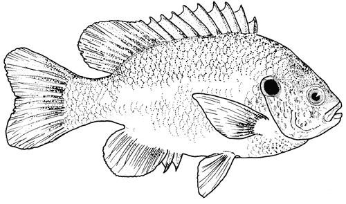 sunfish pictures color piifa kids zone colouring pages sunfish pictures color 
