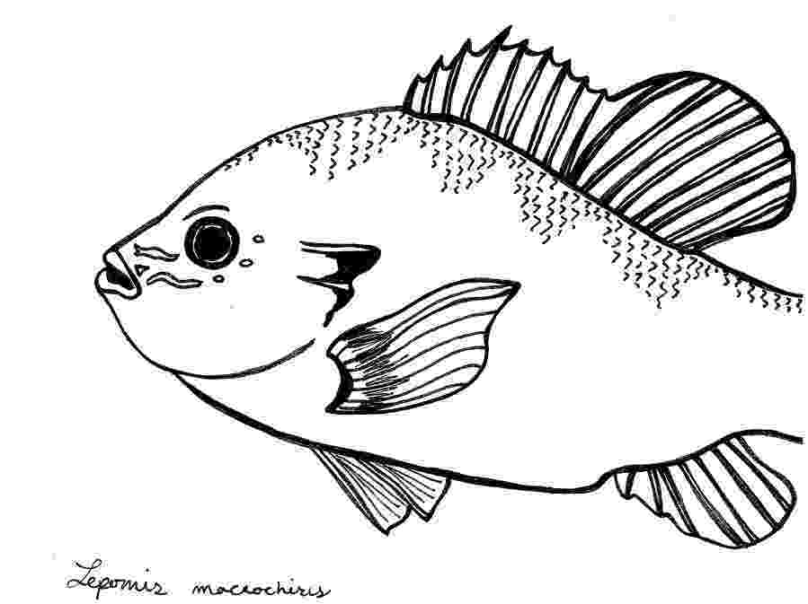 sunfish pictures color sunfish clipart etc sunfish pictures color 
