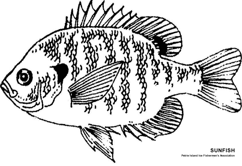 sunfish pictures color sunfish coloring page coloring pages color pictures sunfish 