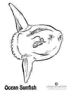 sunfish pictures color sunfish coloring page free printable coloring pages pictures color sunfish 