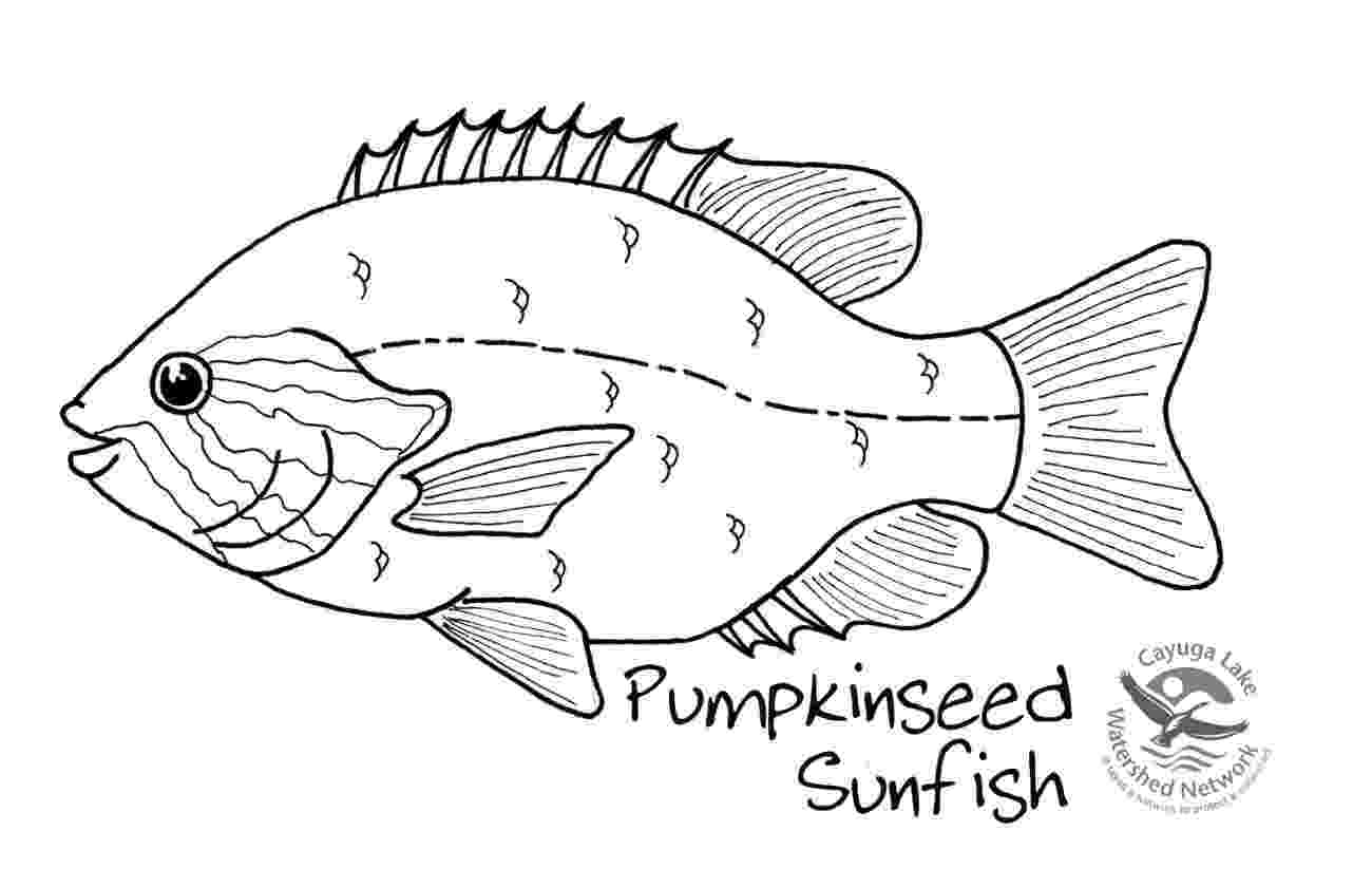 sunfish pictures color sunfish coloring pages color pictures sunfish 