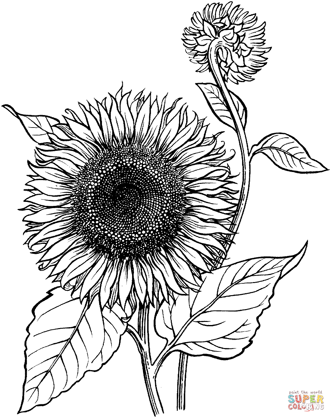 sunflower coloring free printable sunflower coloring pages for kids coloring sunflower 